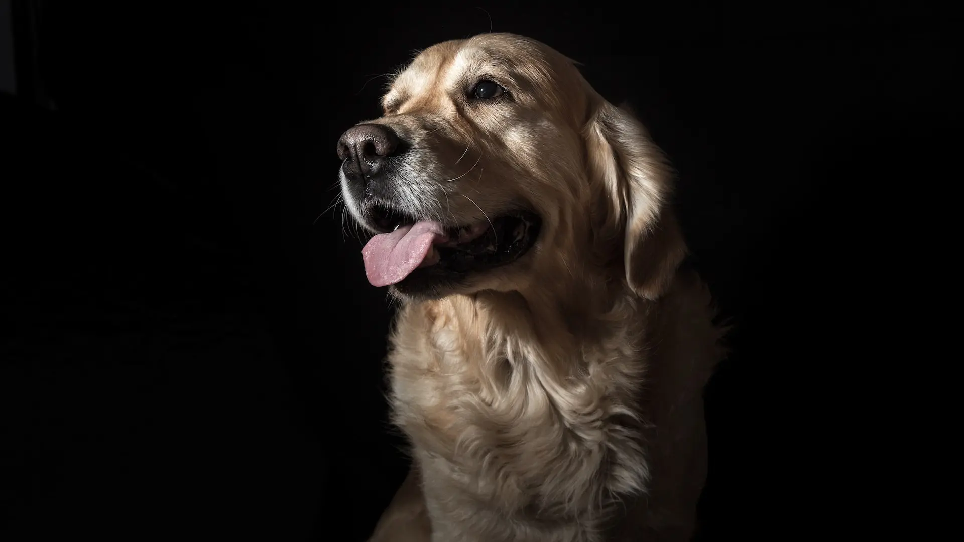 un perro de color marrón largo en un fondo negro
